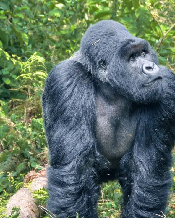 A large gorilla looking into the forest