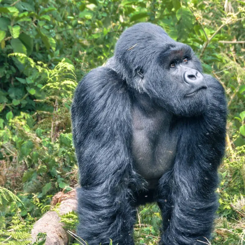 A large gorilla looking into the forest