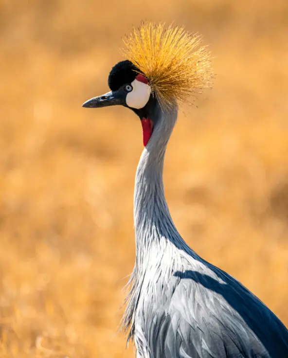 A grey crowned crane in Ngorongoro, Tanzania