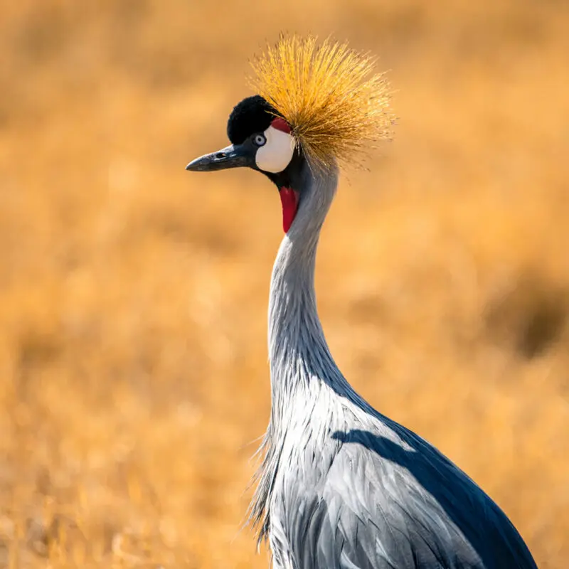 A grey crowned crane in Ngorongoro, Tanzania