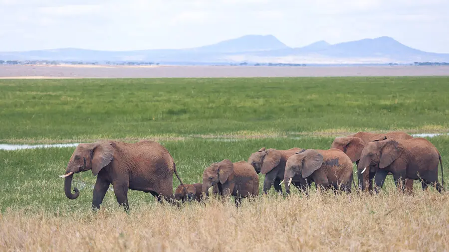 A herd of elephants cross the plains in Tarangire