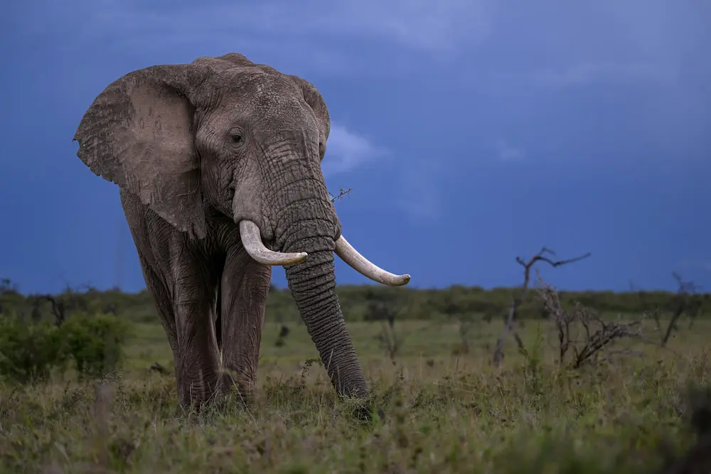 A hungry elephant destroying trees