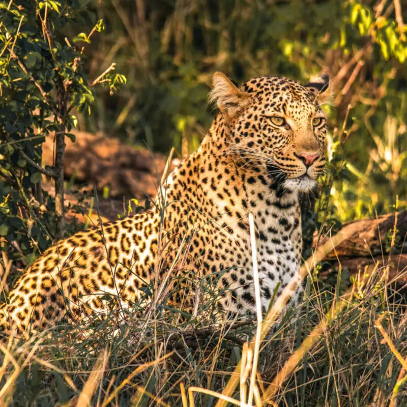 A leopard shines golden in the morning sun, Mara Naboisho Conservancy