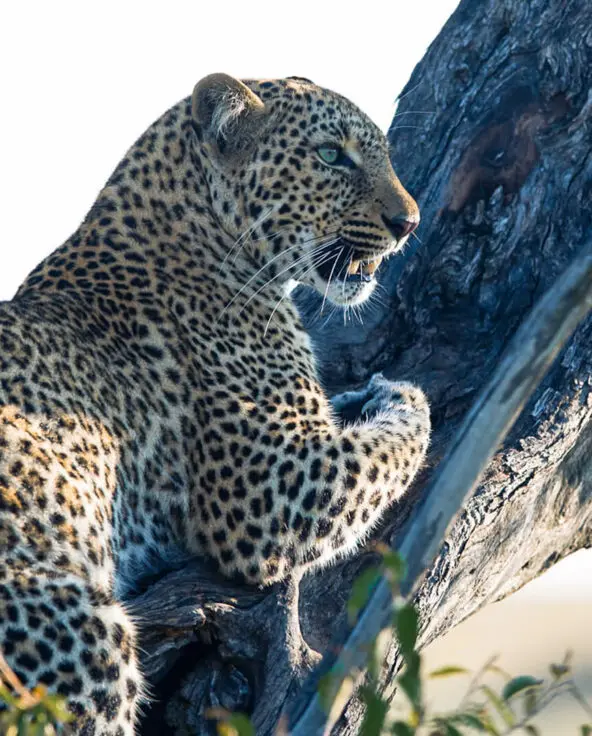 A leopard perched in the branches of a tree, Kenya
