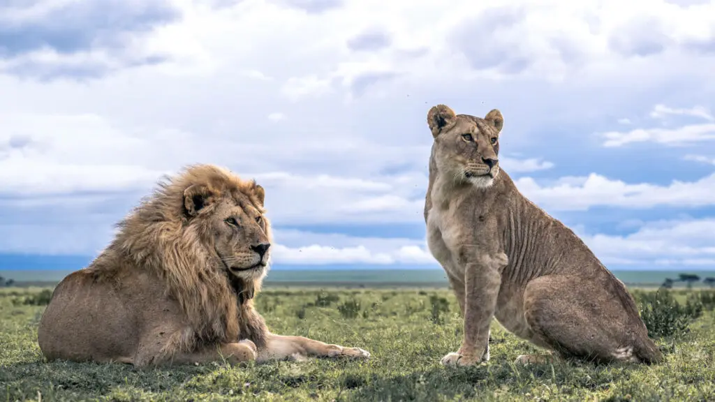 A lion and lioness scanning the horizon in Tarangire