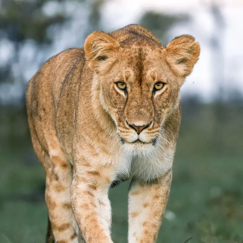 A lioness looking into the camera, Masai Mara