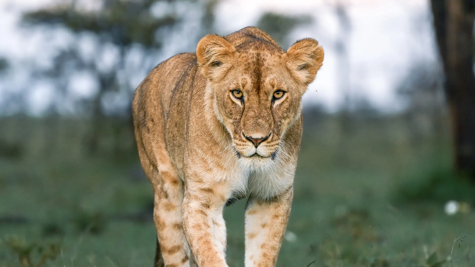 A lioness looking into the camera, Masai Mara