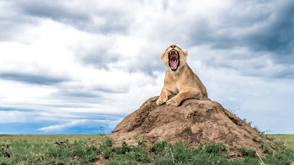 A lioness on an anthill yawns