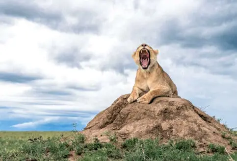 A lioness on an anthill yawns