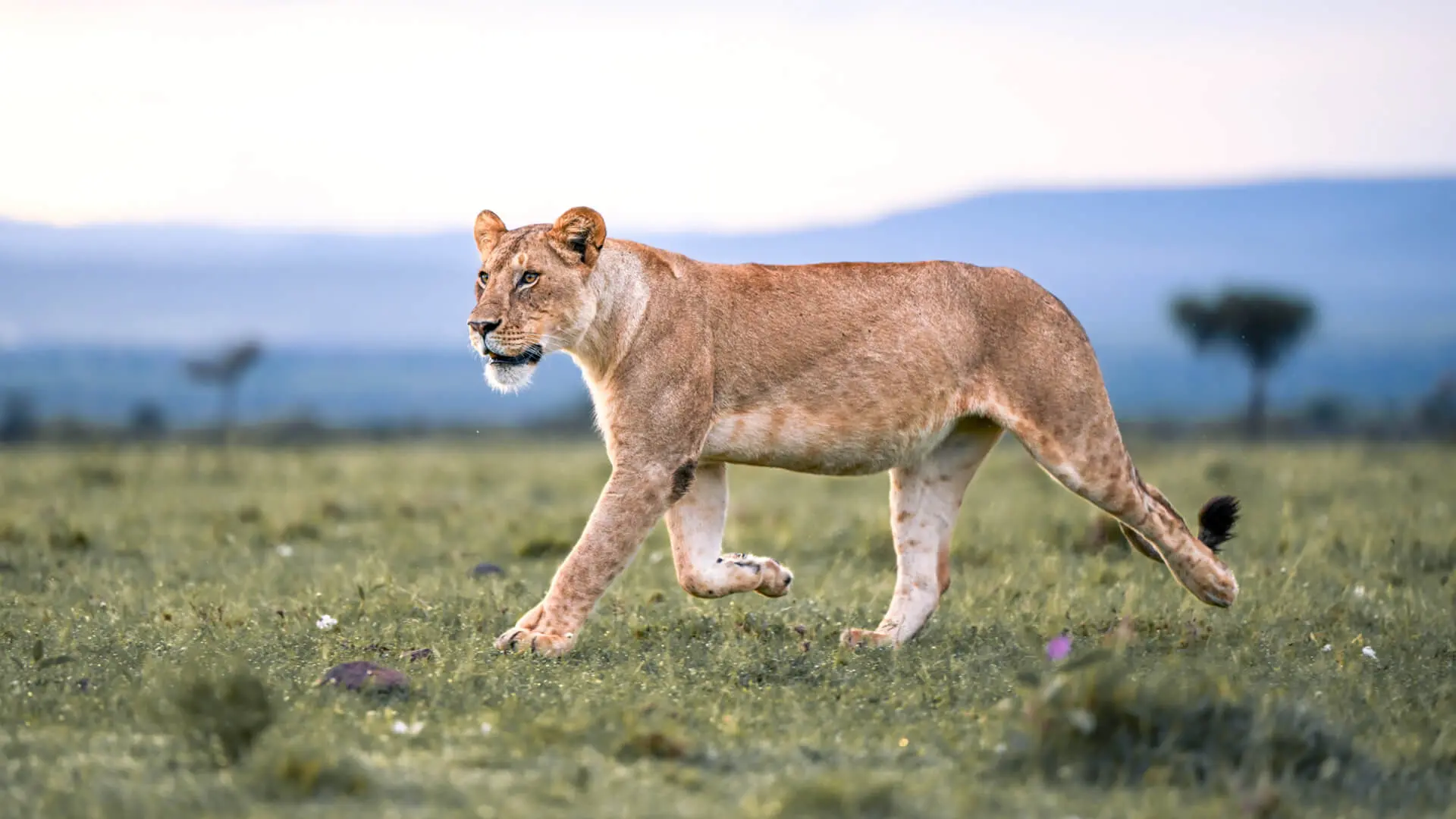A lioness in motion on the plains for the Mara Naboisho Conservancy.