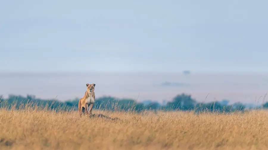 A lioness surveys the dry plains of Kenya