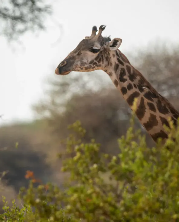 A giraffe's head appears over the foliage in Tarangire, Tanzania