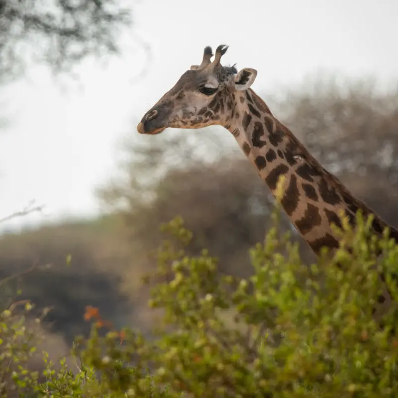 A giraffe's head appears over the foliage in Tarangire, Tanzania