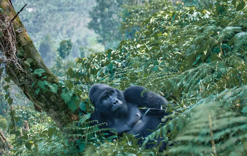 A male mountain gorilla in the forests of Uganda