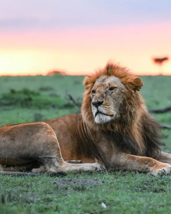 A male lion gazes into the distance with the setting sun behind him, Masai Mara Reserve