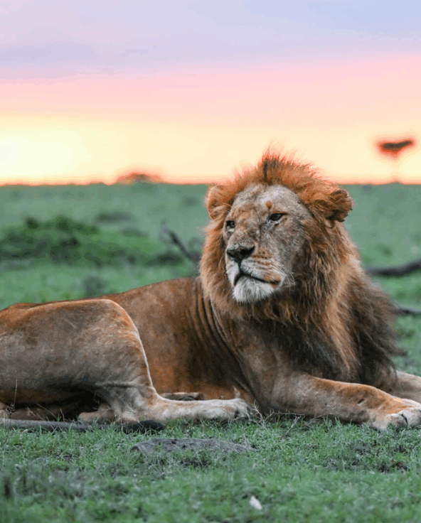 A male lion gazes into the distance with the setting sun behind him, Masai Mara Reserve