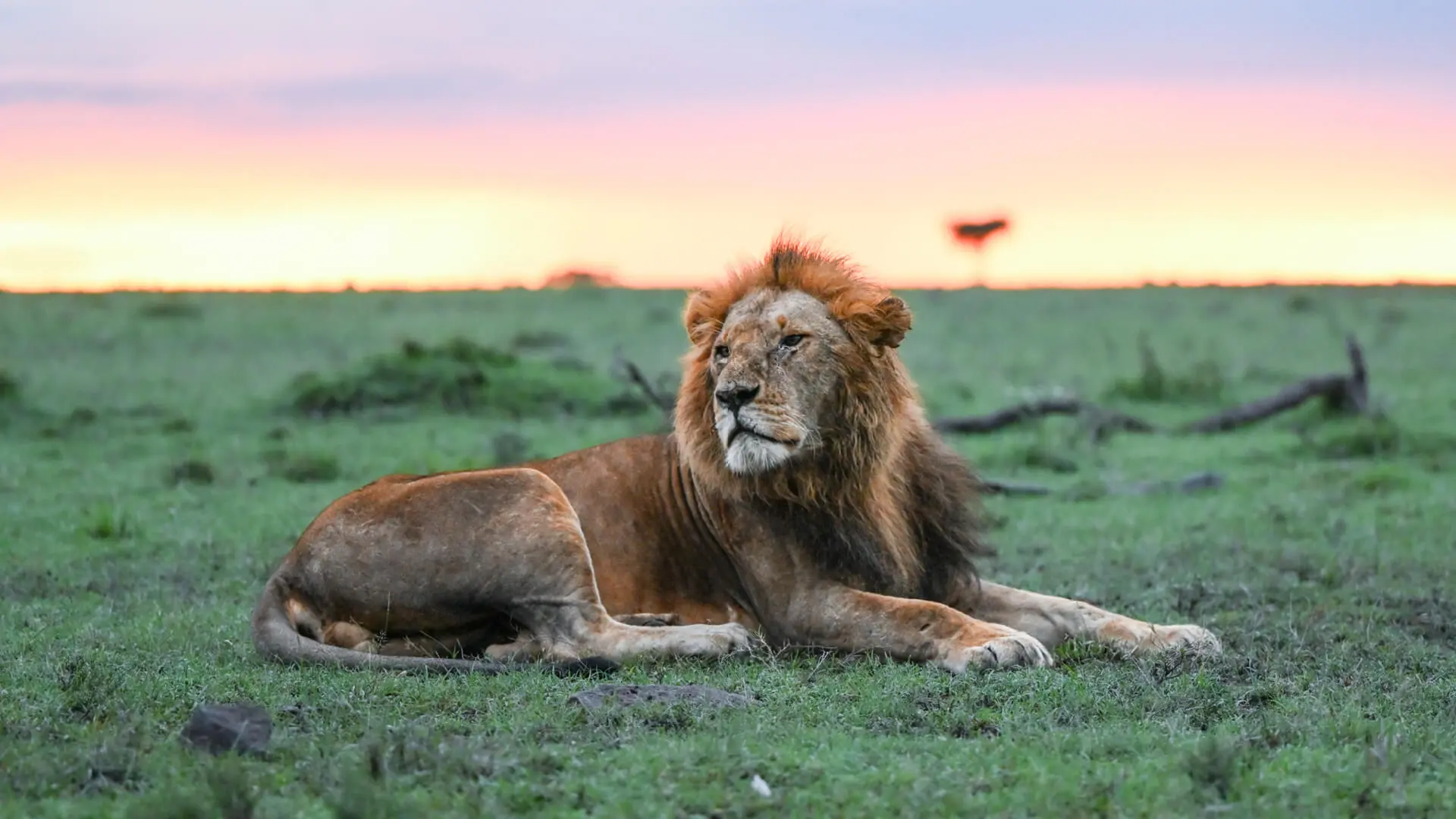 A male lion gazes into the distance with the setting sun behind him, Masai Mara Reserve