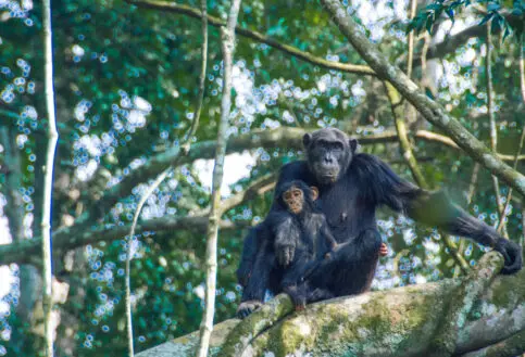 A monther chimp gradles her baby, Rwanda