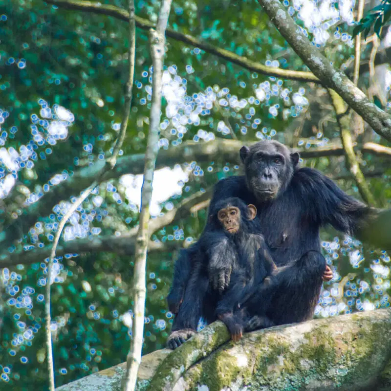 A monther chimp gradles her baby, Rwanda