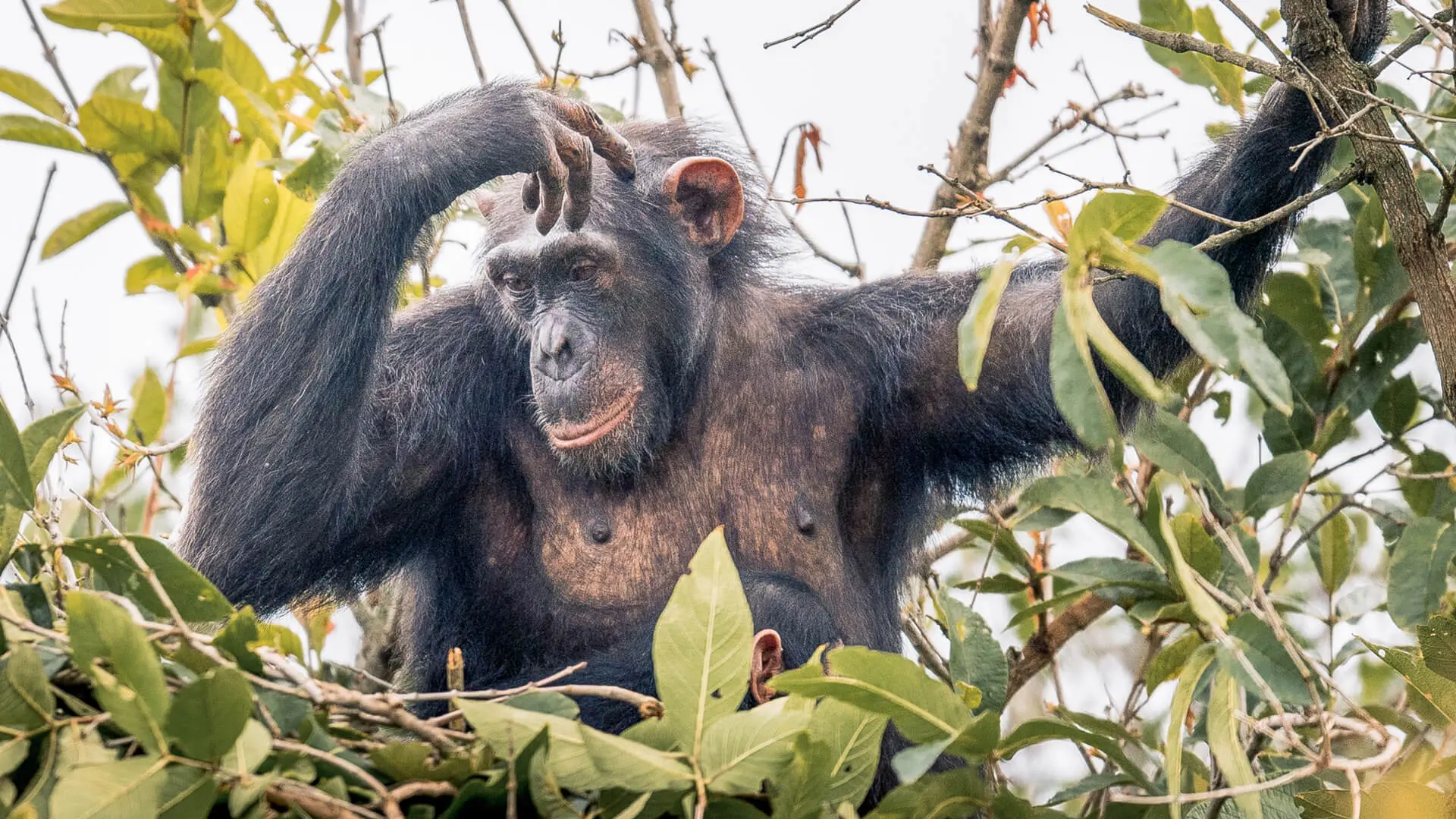 A mother chimp and her baby in the trees