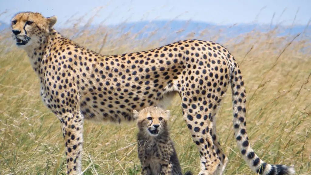 A female cheetah and her cub benefit from your conservation safari