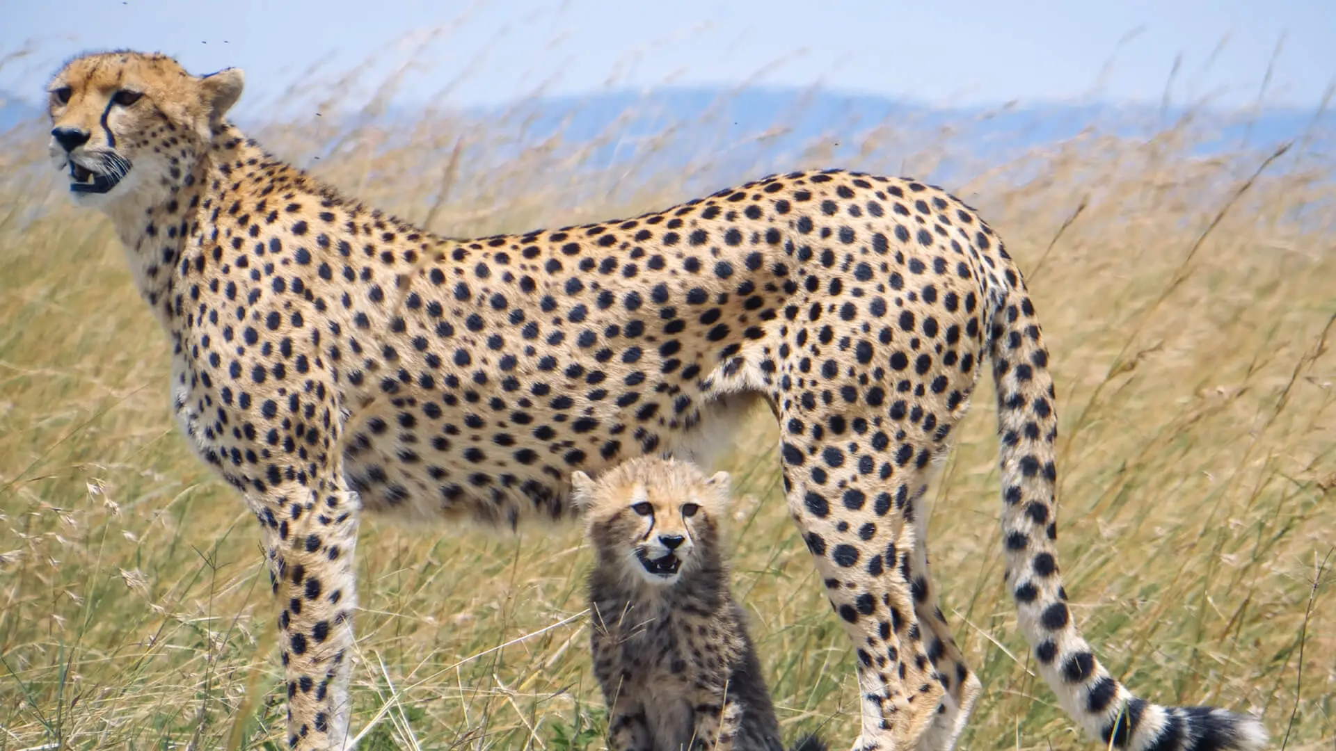 A female cheetah and her cub benefit from your conservation safari