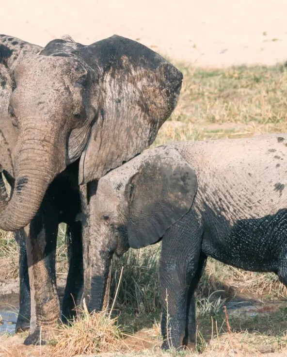 A mother elephant and her baby playing in the mud - Ruaha, Tanzania
