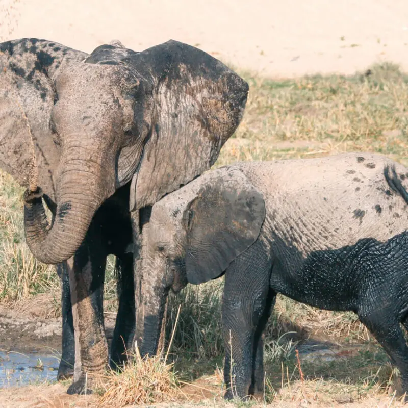 A mother elephant and her baby playing in the mud - Ruaha, Tanzania