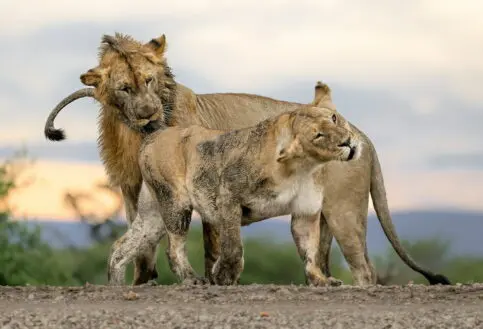 A pair of muddy mating lions in the Mara Naboisho Conservancy.