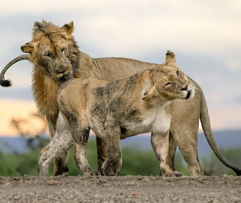 A pair of muddy mating lions in the Mara Naboisho Conservancy.
