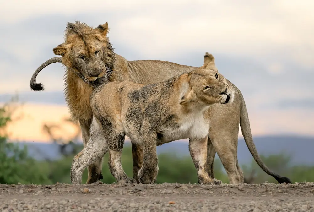 A pair of muddy mating lions in the Mara Naboisho Conservancy. 