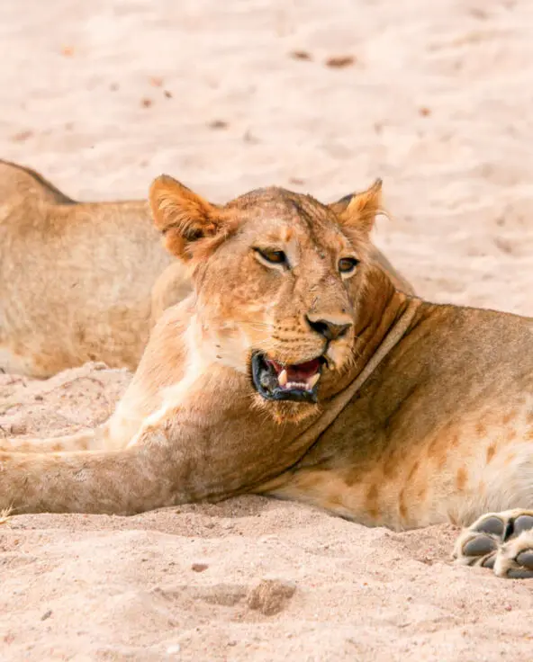 A pair of lionesses rest in the sand in Ruaha, Tanzania