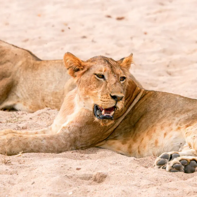 A pair of lionesses rest in the sand in Ruaha, Tanzania