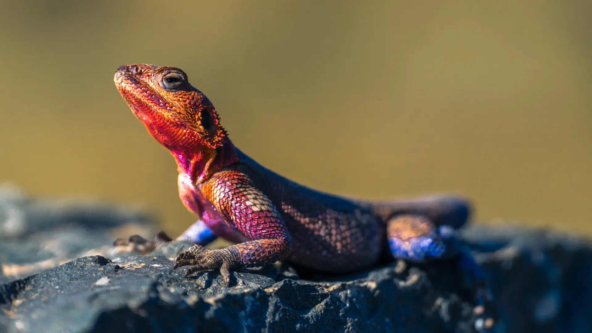A red-headed rock agama in the sun, Masai Mara