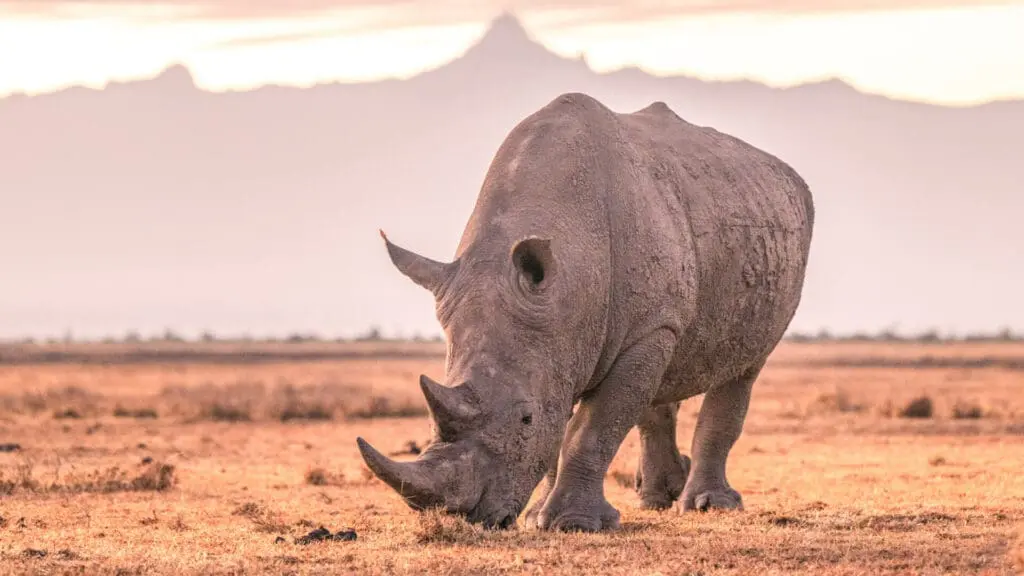 A rhino grazes conservation safaris