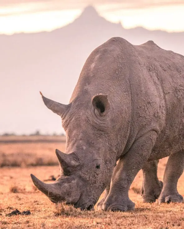 A rhino grazes conservation safaris