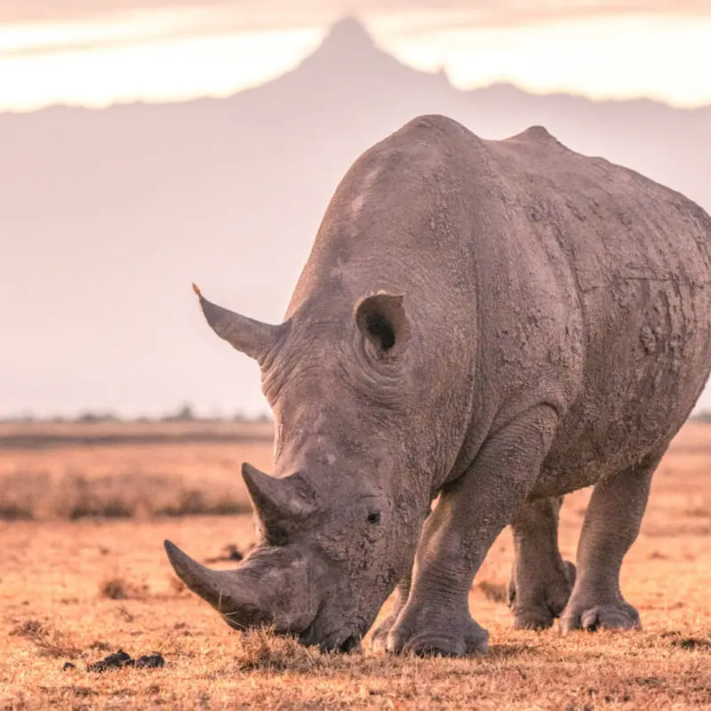 A rhino grazes conservation safaris