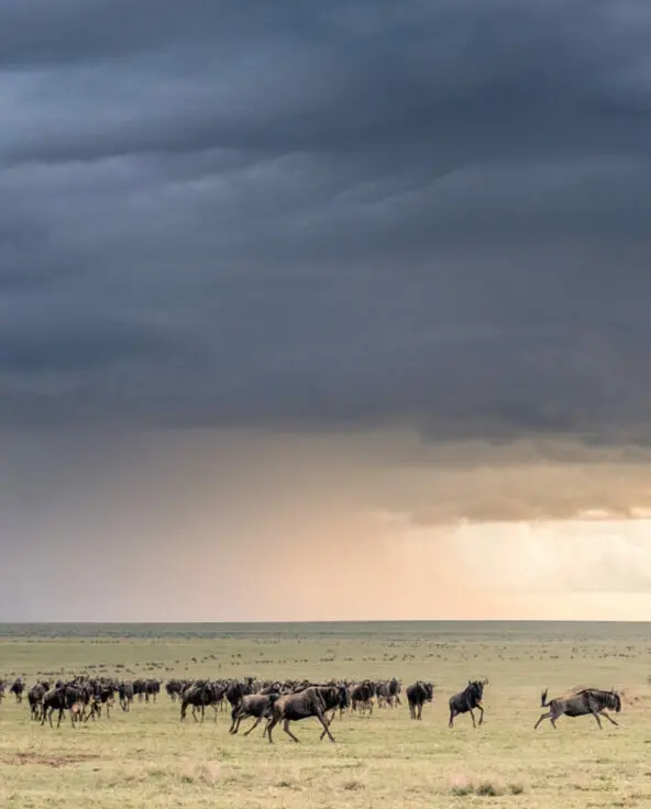 A stormy sky of over the endless plains of the Serengeti where wildbeest roam