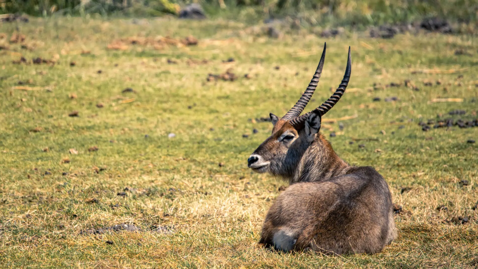 A waterbuck rests on the grass in Ngorongoro, Tanzania