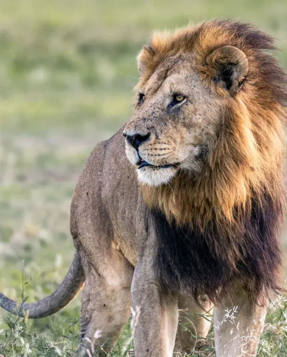 A young male lion, Serengeti, Tanzania