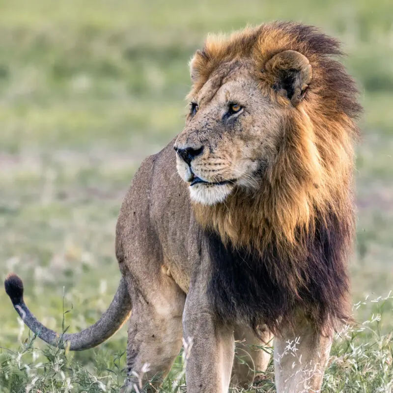 A young male lion, Serengeti, Tanzania