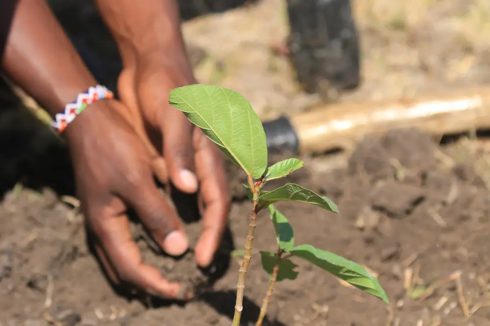 A young seedling planted in the soil at Naboisho Camp