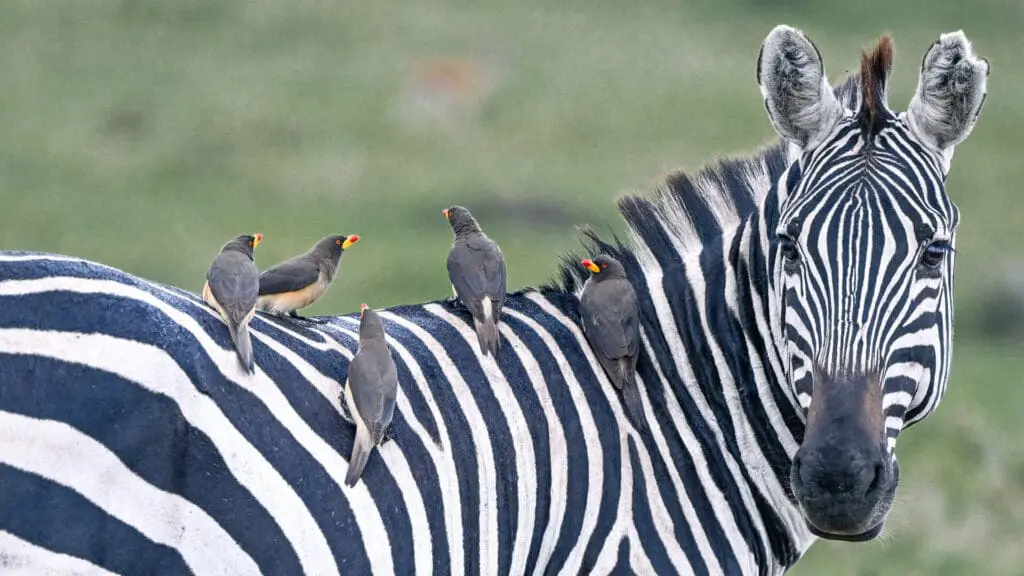 A zebra with Oxpeckers on its back in the Masai Mara, Kenya