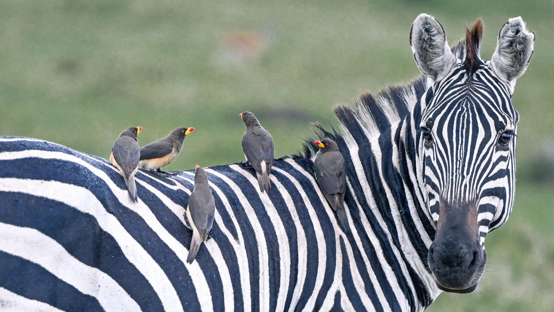 A zebra with Oxpeckers on its back in the Masai Mara, Kenya