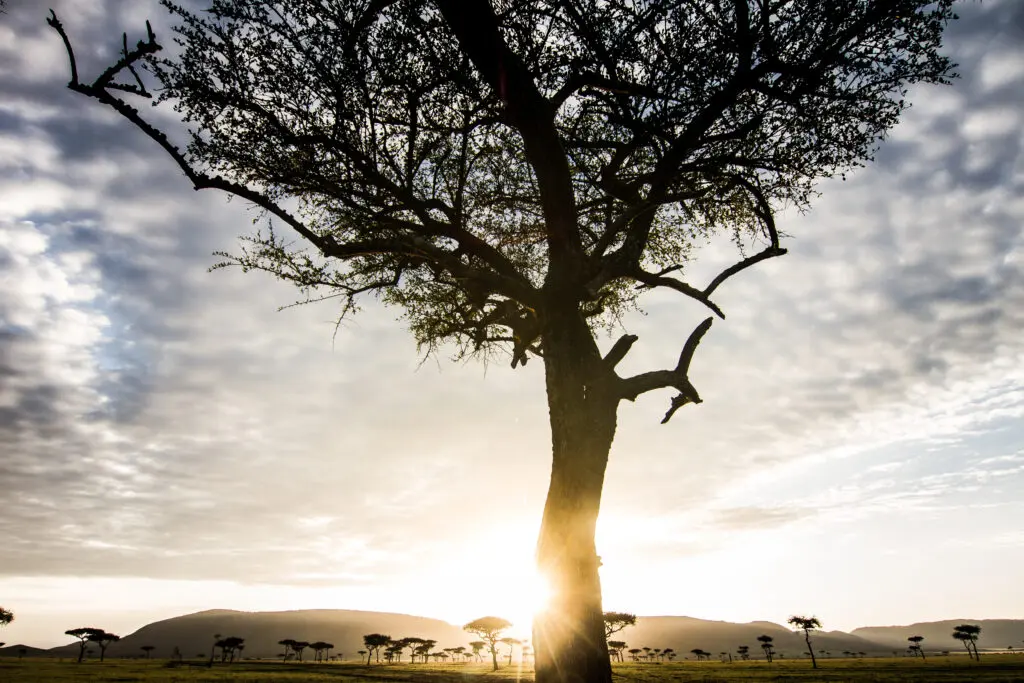 An acacia tree on a savanna with many more in the distance