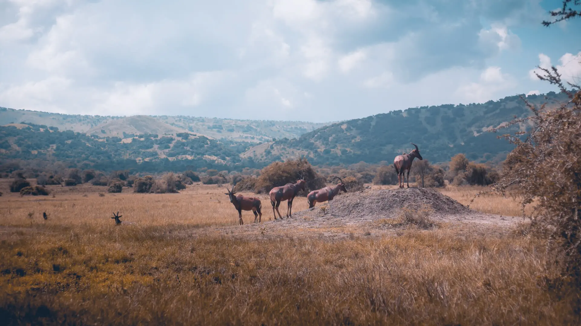 Antelope graze in Akagera National Park