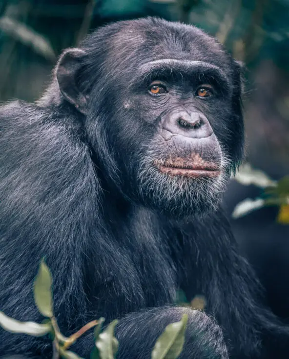 An male chimpanzee in the forest canopy