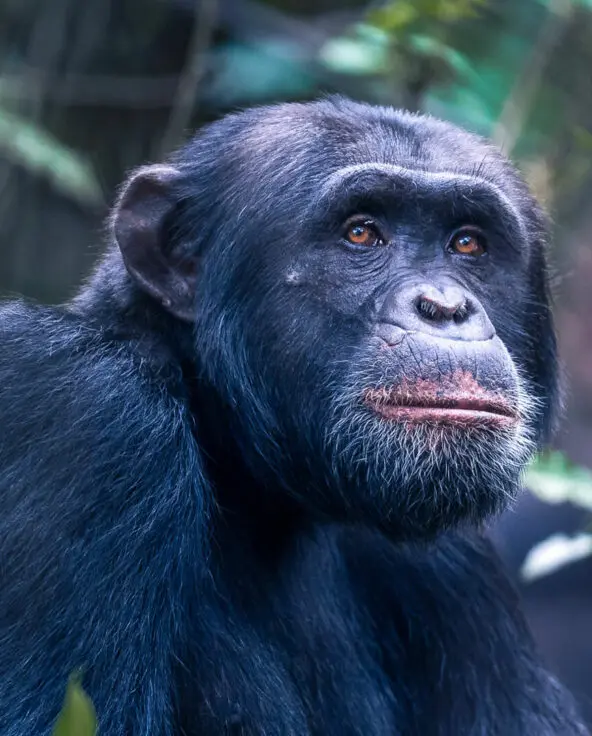 An alpha male chimpanzee - Rubondo Island