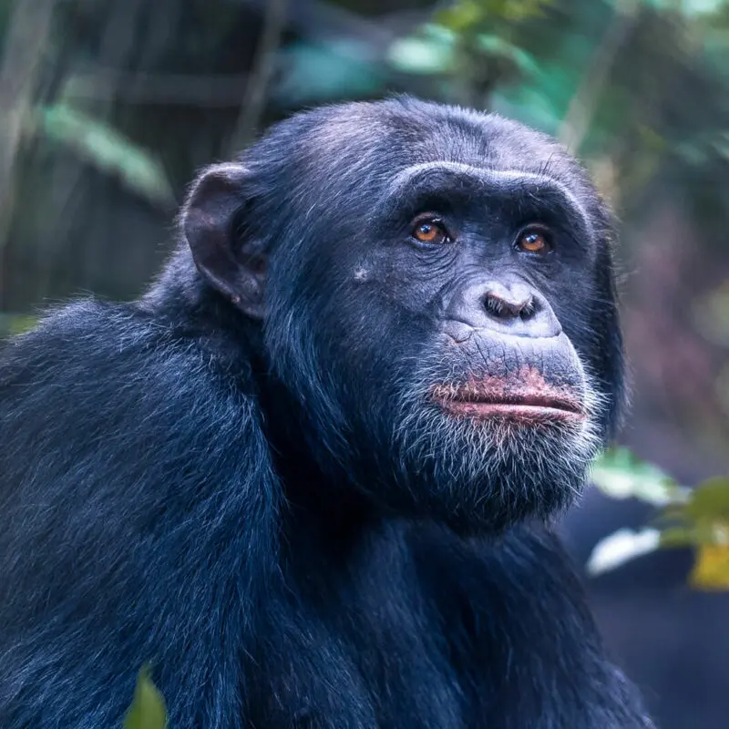 An alpha male chimpanzee - Rubondo Island
