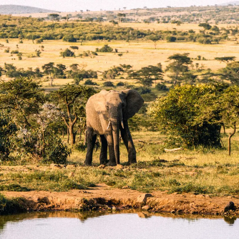 An elephant approaches a waterhole, kenya
